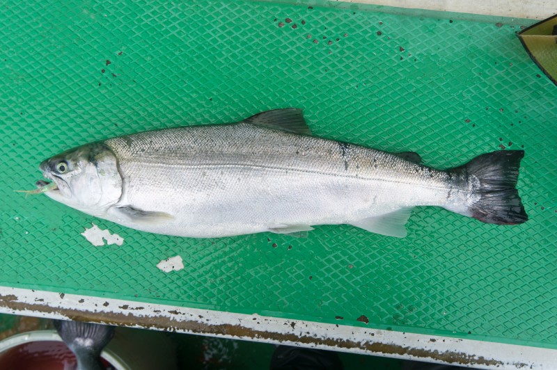 銀鮭