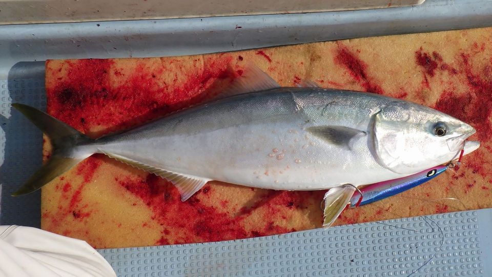 釣行記 | 日本海 寒ブリシーズン！電動スタイルもアリな能代沖の鰤