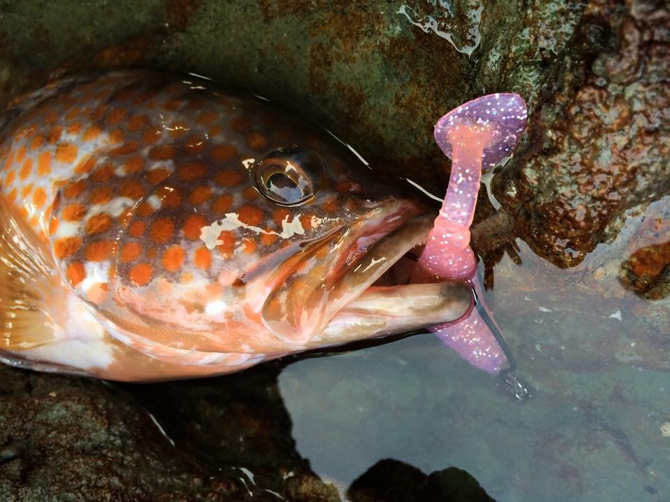 釣行記 日本海側の陸っぱりロック キジハタブーム到来中 釣りtiki東北