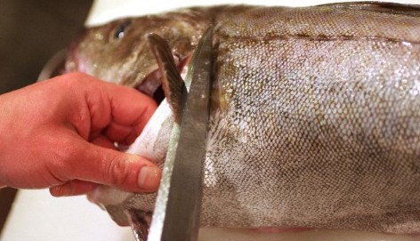 料理レシピ マダラの3枚おろし 鱈 タラ のさばき方 釣魚の料理法を画像入りで詳しく解説 釣りtiki東北