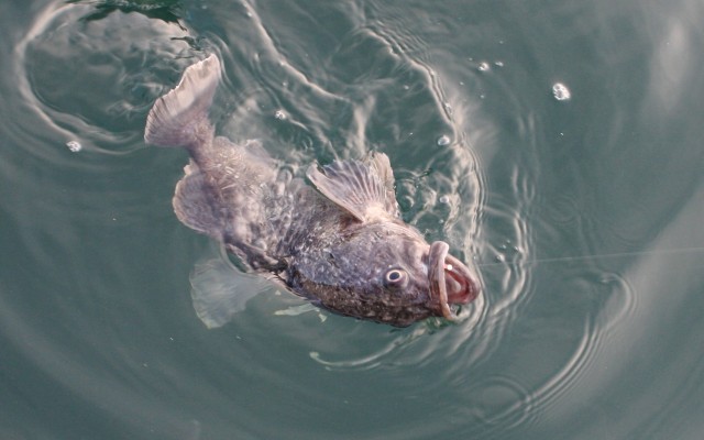 魚種別攻略法 クロソイ 陸 釣種ごとに釣り方の基本をガイド 釣りtiki東北