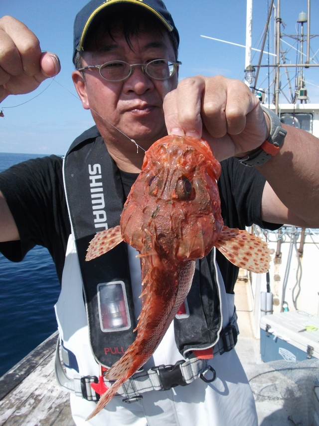 背びれだけじゃなかった オニカサゴの毒棘除去のコツ 釣りtiki東北