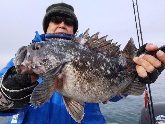 釣行記 冬は根魚狙い 塩釜沖のテンヤ五目 釣りtiki東北