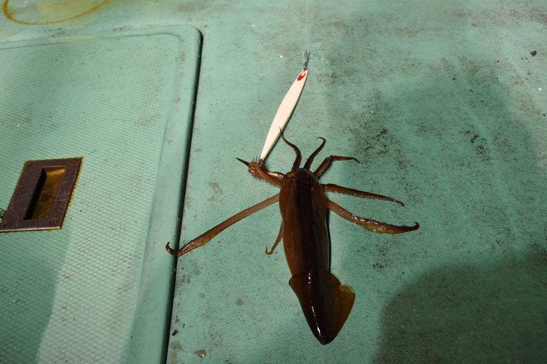 釣行記 岩手越喜来沖 夏イカジギングの遊び方 釣りtiki東北