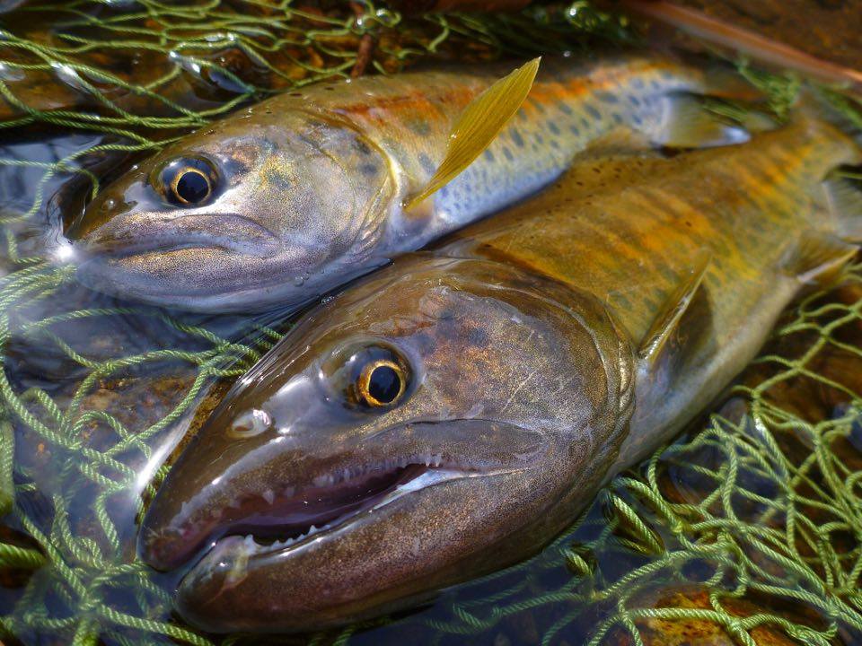 料理レシピ イワナの下準備 下処理方法 釣魚の料理法を画像入りで詳しく解説 釣りtiki東北