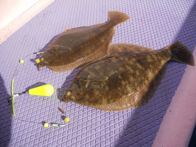 釣行記 春シーズンのカレイ投げ釣り 花見鰈の好季到来 釣りtiki東北