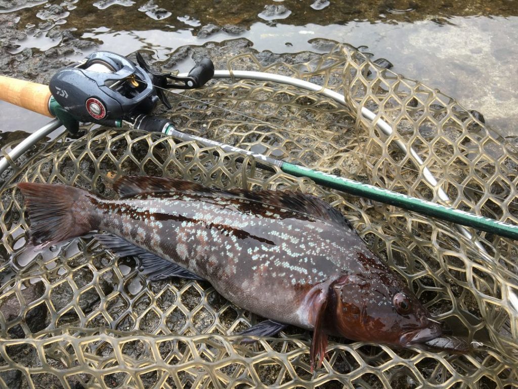 釣行記 | ロッドプランナーのひとり言［第5回］サイファリストHRXニューモデル | 釣りTiki東北
