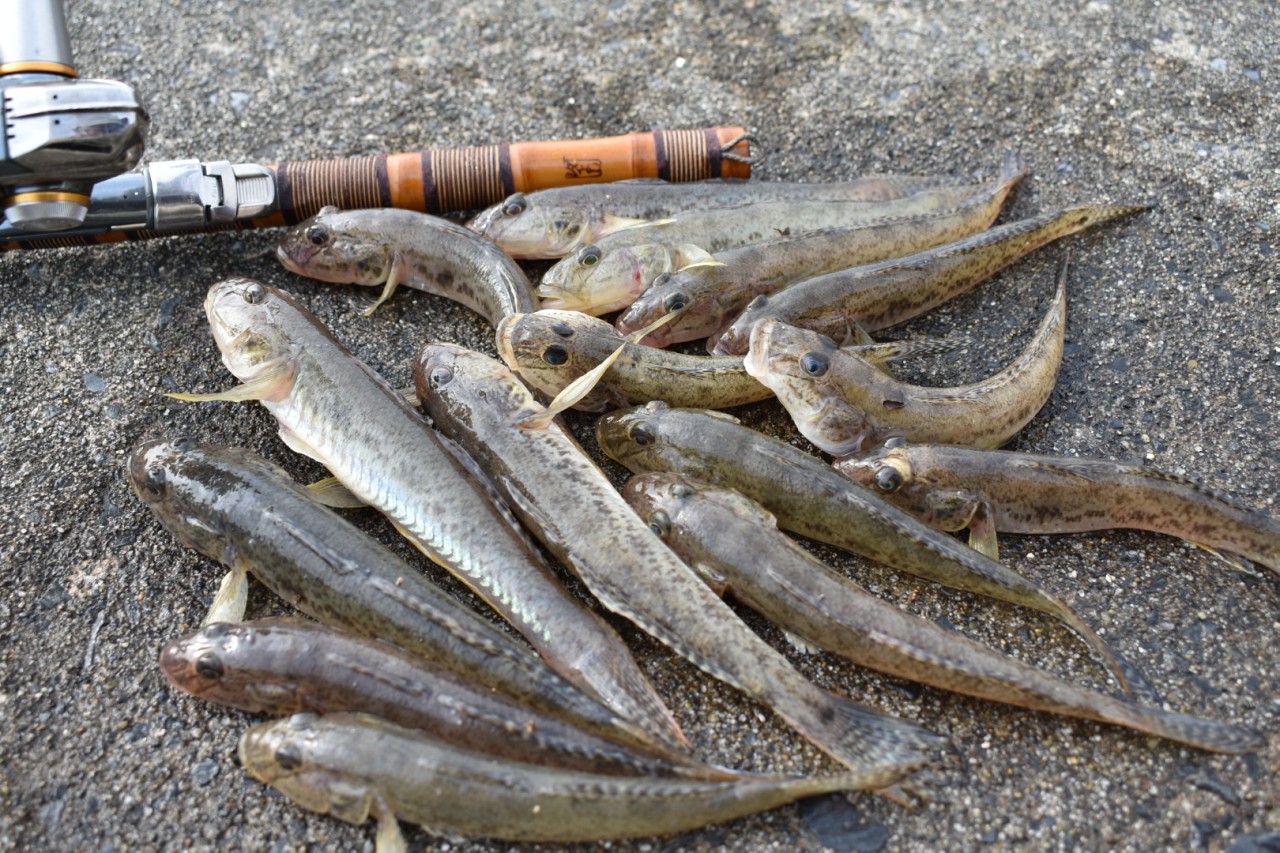釣行記 | 横浜竿、江戸和竿で松島湾のハゼ釣り満喫 | 釣りTiki東北