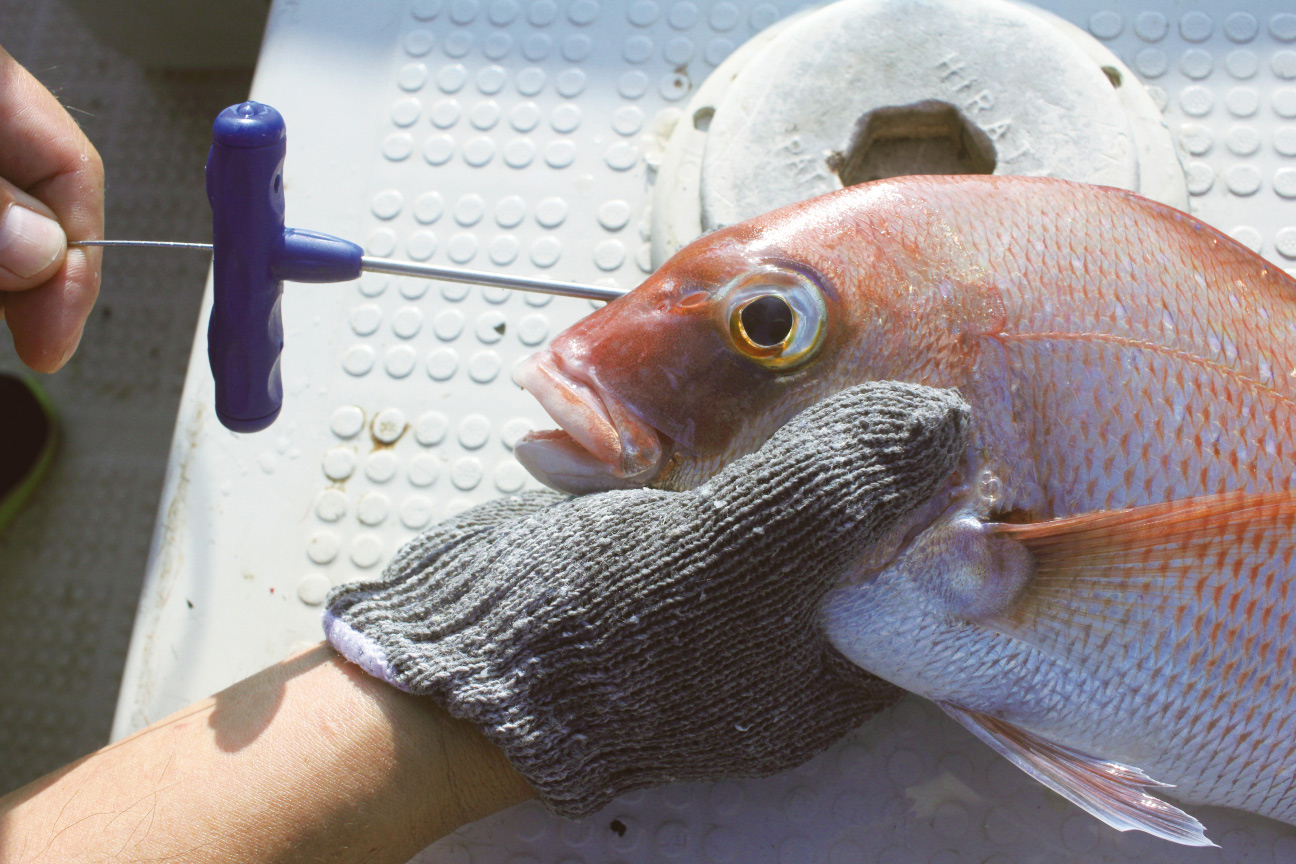 ルミカ「神経絞めMEDIUM」中型魚用サイズが登場 | 釣りTiki東北