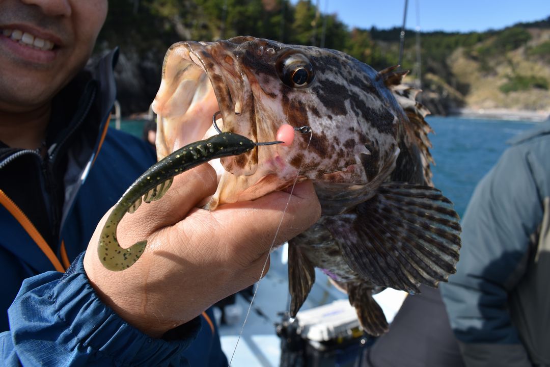 釣行記 スポーニングシーズン序盤の金華山 網地島ボートロック 釣りtiki東北