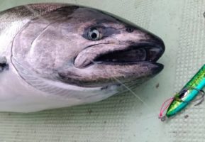東北6県で人気の釣り物紹介【2023年3月1日】