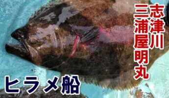 良型主体に今後も有望！宮城県南三陸沖の船ヒラメ