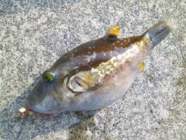 東北地方沿岸で増えている危険生物（有毒魚など）に注意！