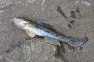 堤防ハゼ釣りシーズンにおすすめなチョイ投げ、ウキ釣り仕掛け紹介