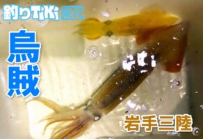 大船渡沖で楽しむ三陸名物 漁火のイカメタル釣り